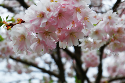 prunus