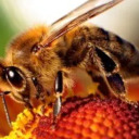 island-of-bees avatar