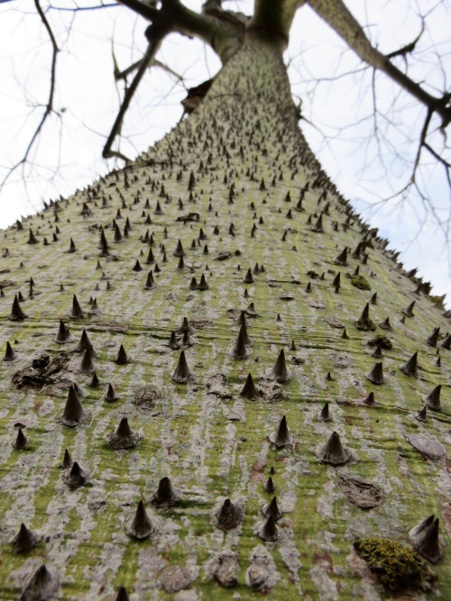 Arbre “piquant”