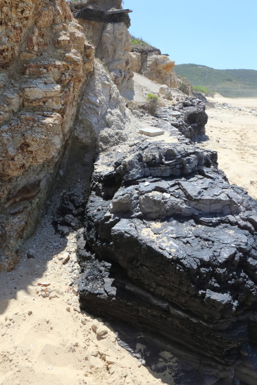 geologicaltravels:2018: Exposed seams from the lower Newcastle Coal Measures (Permian, 256-252 Ma) a