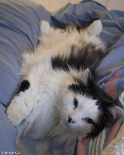 theoreocat:In 2018, Oreo showed us the fluff.