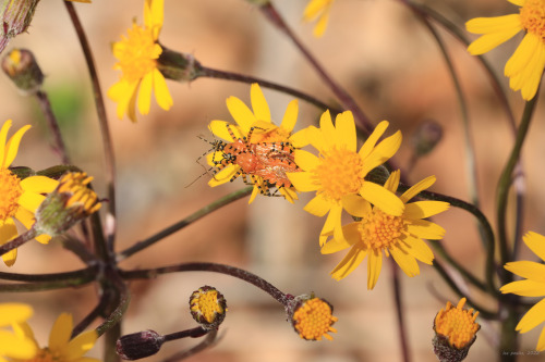 A pair of orange assassin bugs (Pselliopus barberi) enjoy a spring fling among the golden ragwort (P