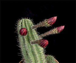 Porn sanziene:  Echinopsis Cacti in Bloom by Greg photos