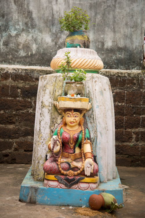 Tulasi Ocimum sanctum shrine, Odisha