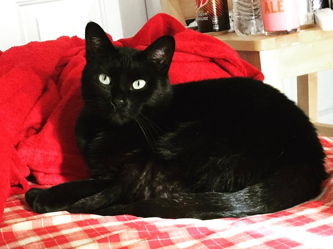 Obligatory photo of my cat, because she is an adorable little gremlin. #blackcat