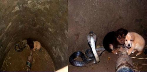 dem-fandoms-unff:  crazykattlady:  britishstarr:  bloodyjam:  le-nickasaur:   surrealscorpion: In India, a snake protects two pups for 48 hours after they accidentally fall into a hole. At first it was thought that she wanted to attack them, but then