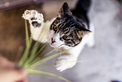 boschintegral:photosbydlee:Time To Strike!@mostlycatsmostly