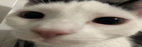 Mow