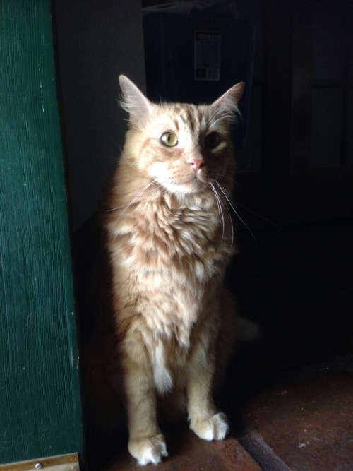 lunarreverb: I heard it was National Tabby Day, so here’s some orange. Rubedo, my handsome guy