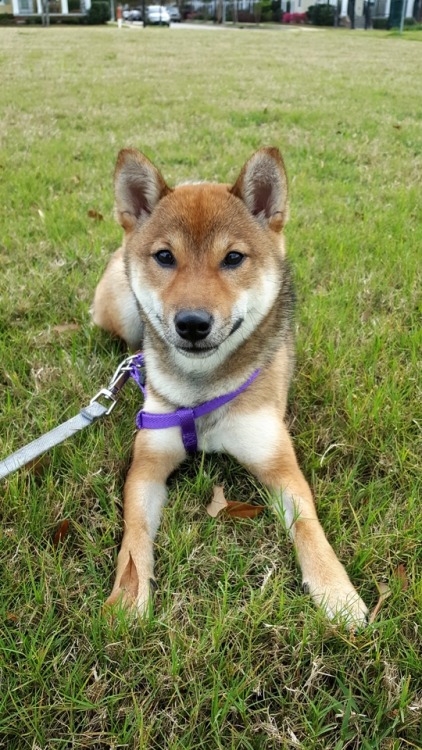 handsomedogs: This is Katsudon (カツ丼, like the food!) and she’s a 7 month old Shiba Inu She’s a sesam