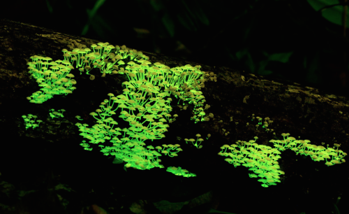 Porn Pics nubbsgalore:among bioluminescent organisms,