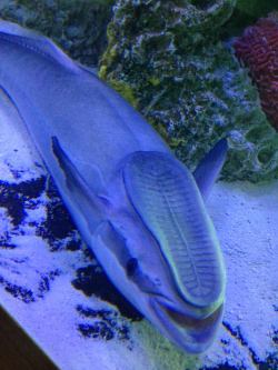 lolfactory:  This fish at the aquarium looks