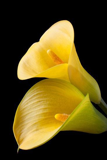 flowersgardenlove:  Pair of Yellow Calla Beautiful 