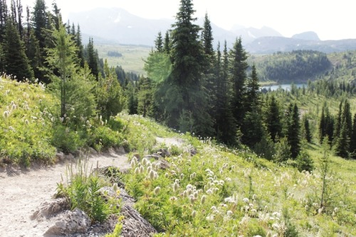 matchbox-mouse:Oh my goodness, the sunspots and wildflowers. Sunrise in Sunshine Meadows, Alberta. O