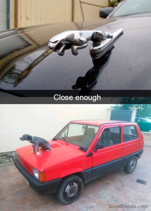 Animal snaps (via)