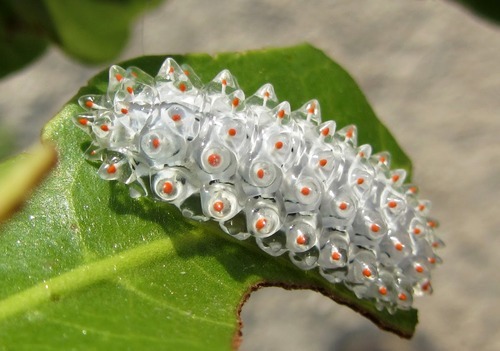 mothbug:  YOU GUYS THE TRANSLUCENT JEWEL porn pictures