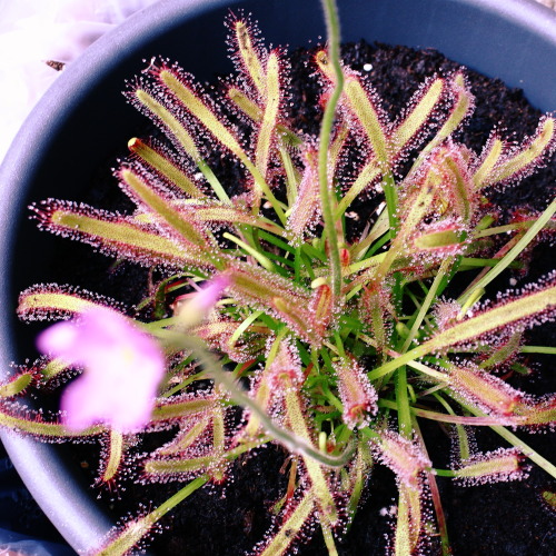 unassassinofischiettava: Drosera Capensis - Reverse LensPiccica - Bellissima e letale. *-*Drosera Ca