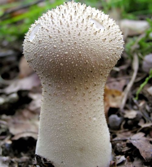 Lycoperdon- Puffballs- Devil’s Snuff Box  Lyco-perdon = wolf farts  These fungi emit small clo
