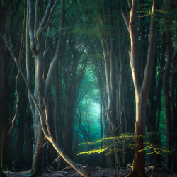 essenceofnatvre:The Dark Forest by Daniel Laan