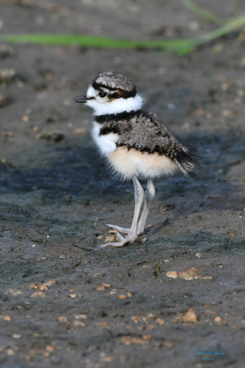 speakingofnature:Simple Pleasures: Watching a Killdeer (Charadrius vociferus) chick take first steps