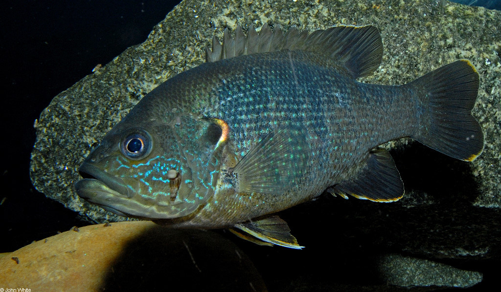The Brackish Tank — Green Sunfish Genus: Lepomis Species: L.