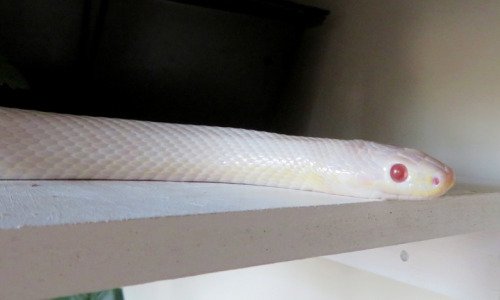 Guess who’s woken up, freshly shed and ready to meet the ladies? XD