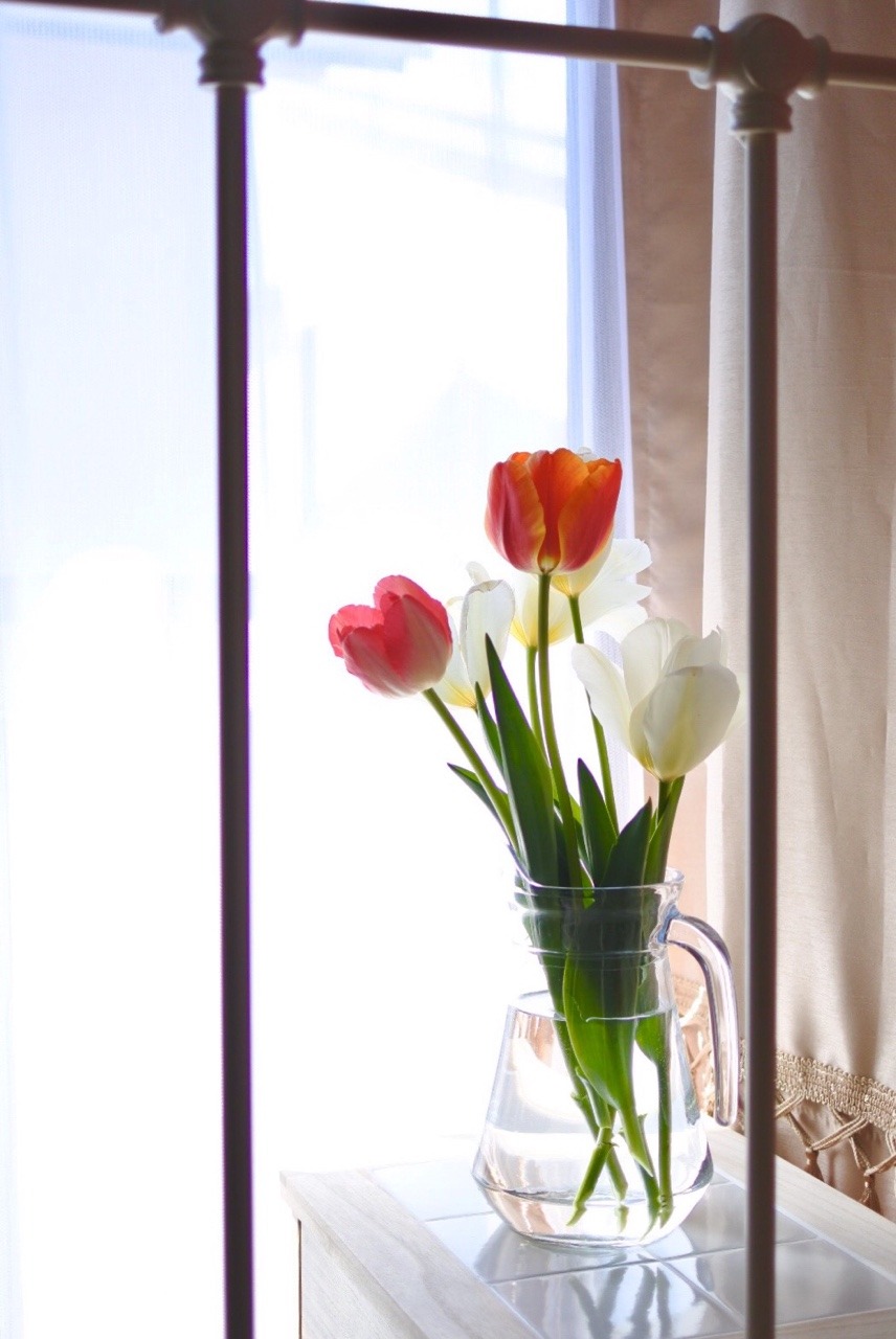 soraniyan: Tulips catch the morning sunshine.  朝の光とチューリップ🌷🌞