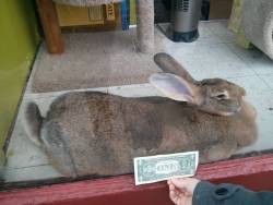 orlandobloomers:  awwww-cute:  Went to a pet store today and saw this GIANT rabbit  dont give it any money It wont learn to have a good work ethic   ^Republican economics in a nutshell(except where large corporations are involved).