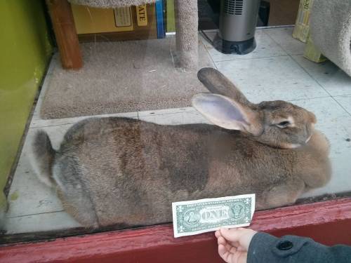 cheezetits: sweet-bitsy: awwww-cute: Went to a pet store today and saw this GIANT rabbit So you d