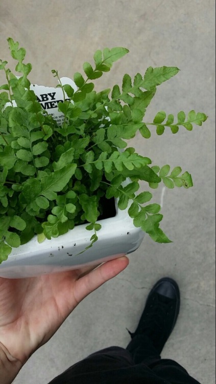 sinisterdomain:  ok so i may be a plant enthusiast but these small pot plants are so cute !!! 