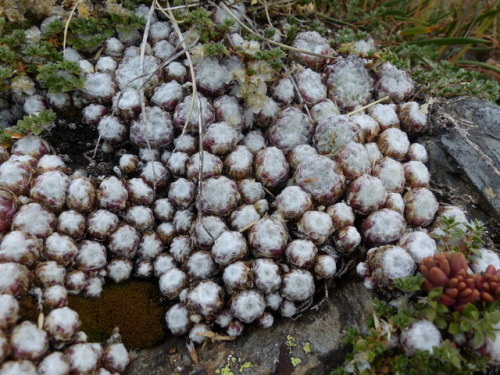 Tomentose cobweb houseleek (Sempervivum arachnoideum subsp. tomentosum)