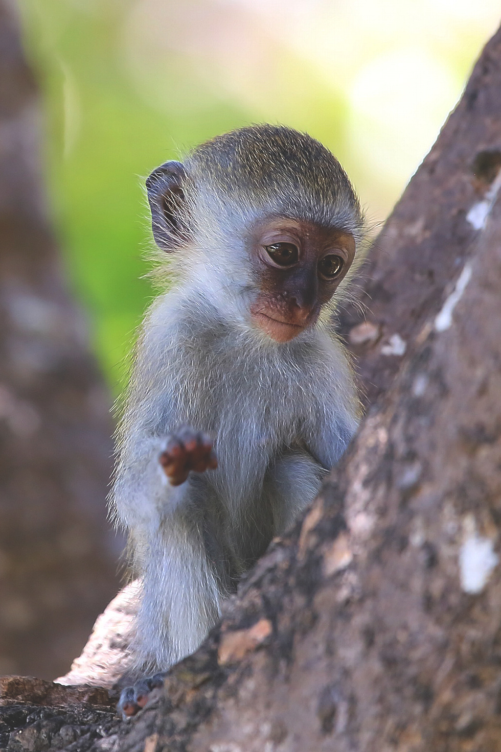 visualechoess:  Baby Monkey - by: Libor Ploček 
