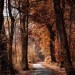 rainy-autumn-day: