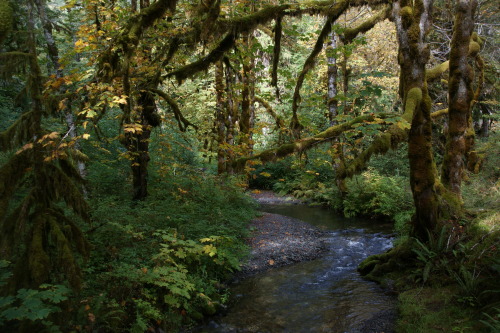 Elk Creek maples in a different light.