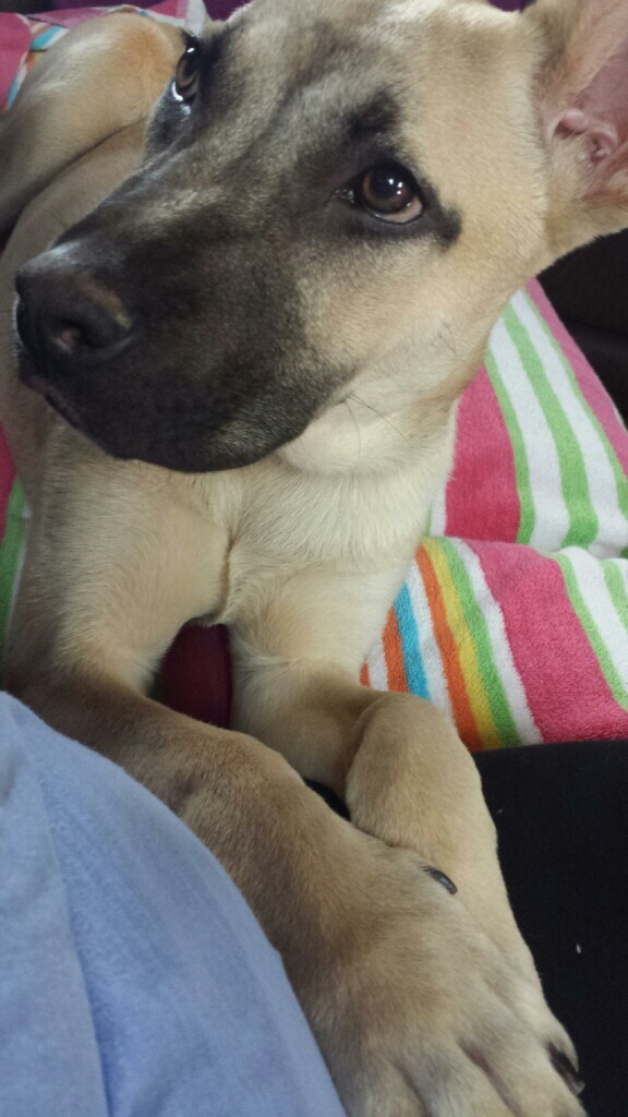 handsomedogs:  He’s only 8 months old. His name is chase