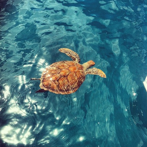 Turtle city! #turtle #whitsundays #sailing