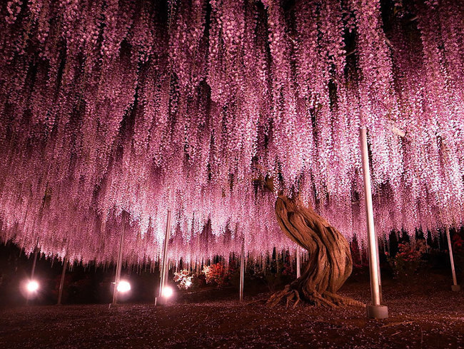 darling-darren:carleecochina:sixpenceee:144-Year-Old Japanese Pink Wisteria TreeCovering