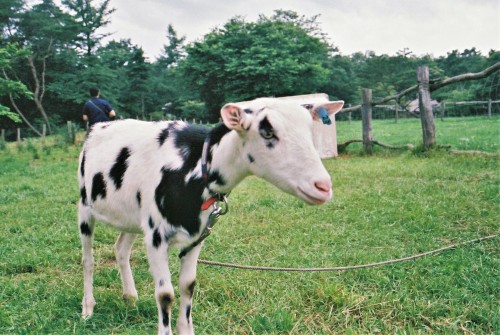 Baby cow？