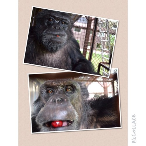 Jethro and Regis eating cherries!
Jethro et Regis mangent des cerises! #faunachimps #jethro #regis #chimpanzee #caregiverpics #yum!