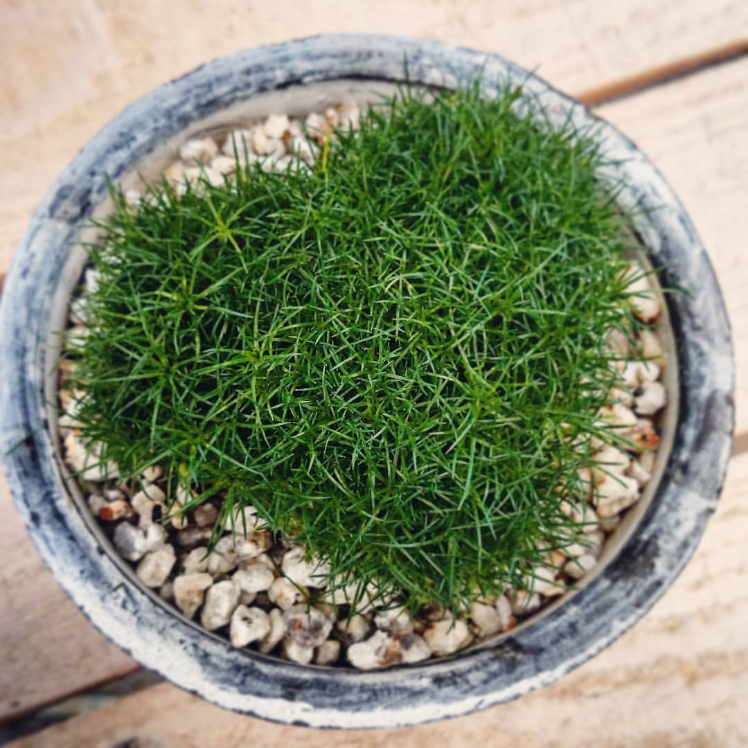 伊木山ガーデン 寄せ植え部 アイリッシュモス 和名サギナ 別名もふリッチ