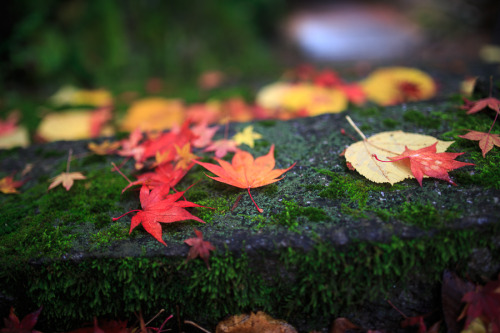 Colors of Autumn (Kôyô) 2015 at Nishiyama Konzoji, by Prado