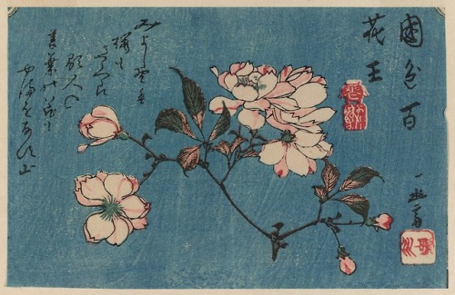 art-from-me-to-you:Utagawa Hiroshige, Cherry Blossoms, date unknown