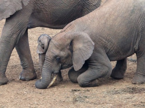 bando–grand-scamyon:witlovesyou:Big sister drops to her knees to show affection to newborn Photo by 