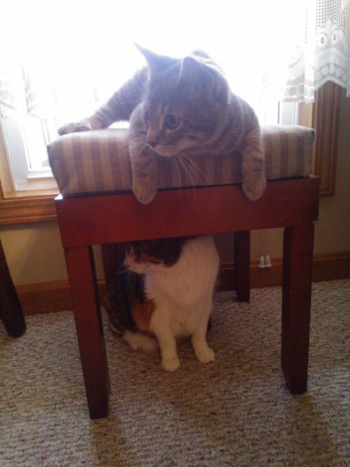 Spam of my pets and Crook
