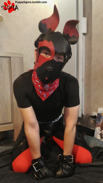 Sex puppysigma:   The new Sigma 🐾_______Sigma’s pictures