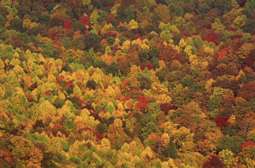 nubbsgalore:  autumnal aerials by jerry monkman, david oppenheimer, denis carl robidoux and matt cardy 