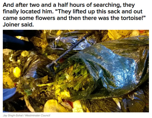 buzzfeed:  A 90-Year-Old Tortoise Called Zuma Has Been Rescued From A Rubbish Truck 