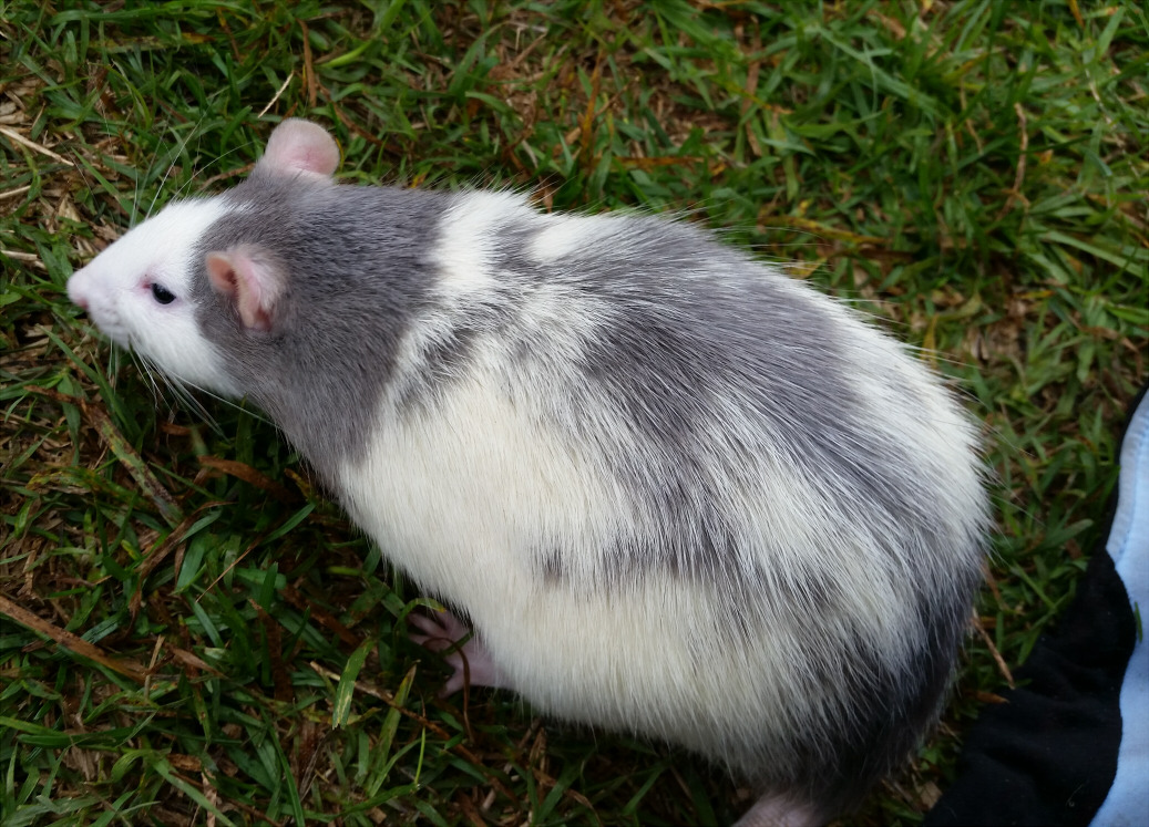 shithowdy:My friend’s rat more closely resembles a strange opossum.