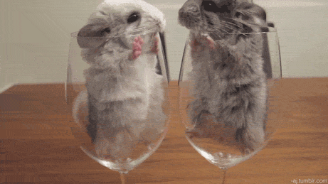 cutethingsincups:  I think I’ve outdone myself. One cute chinchilla in a cup kissing another cute chinchilla in a cup on the nose. And now I’m going to bed. 