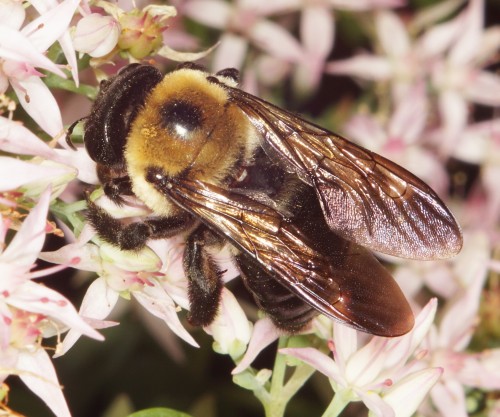 Xylocopa virginica - Eastern Carpenter Bee